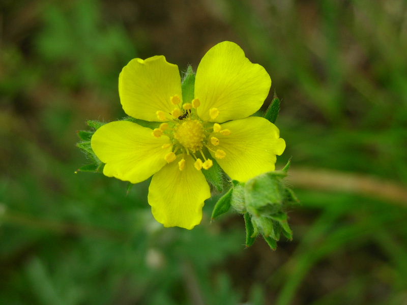 Potentilla reptans / Cinquefoglio